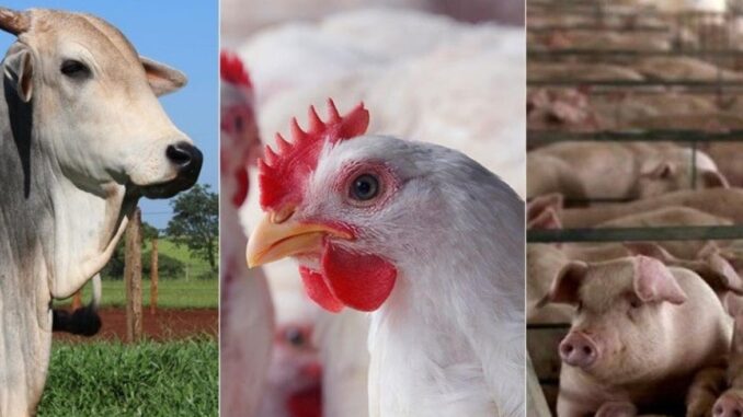 04 Pesquisa mostra os municípios mato-grossenses campeões na produção de bovinos, suínos e frangos