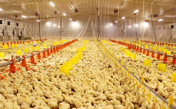 frango2-600x372
