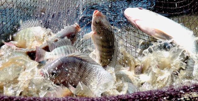 tilapia