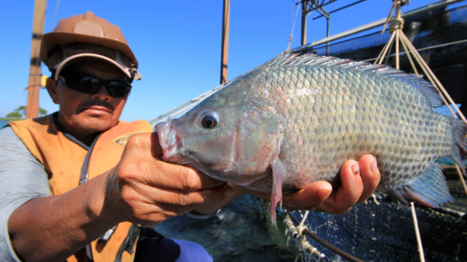 Criação-de-Tilapia-Foto-Edemir-Rodrigues-1