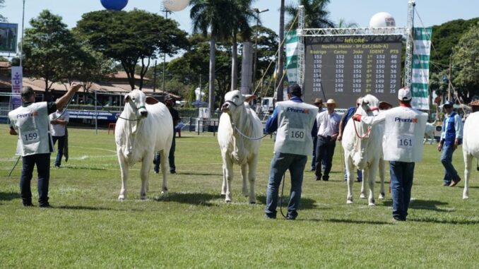 expozebu-1