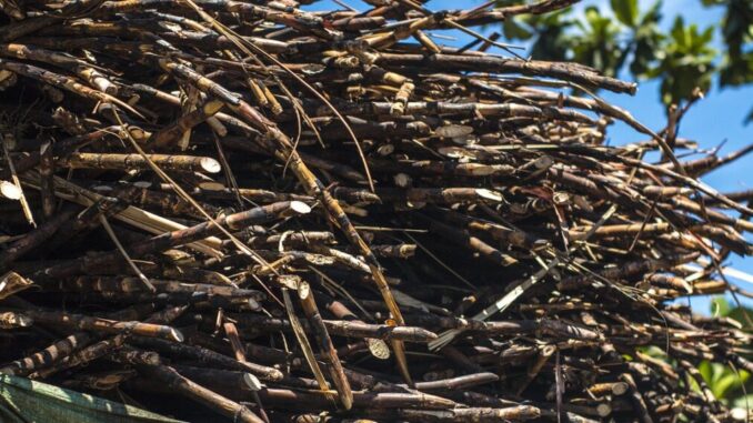 sugarcane-2433390_1280-1140x570