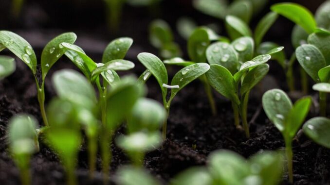 seedlings-7110591_1280-1140x570