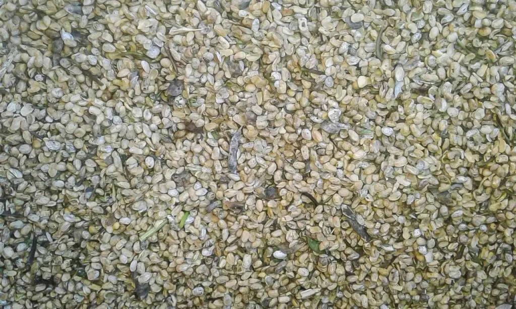 Com crescimento acelerado da produção e estrutura defasada, estado busca soluções para ampliar silos e equilibrar o escoamento da safra. Aprosoja/MS cobra políticas públicas e alerta para perda de competitividade.