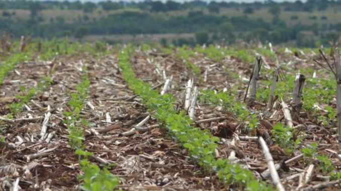 Plantio de soja (16)_0