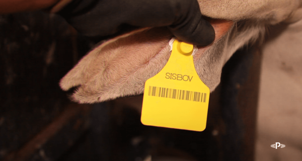 rastreabilidade-bovina