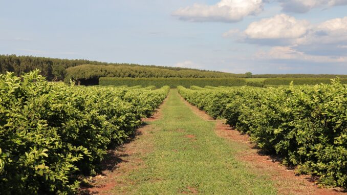 citricultura-fazenda-3