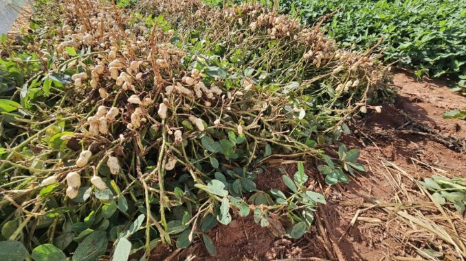 amendoim-novo-1024x768