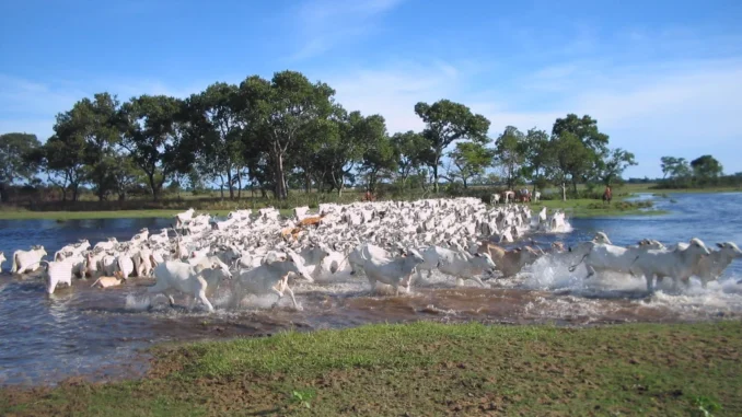 Pecuaria_pantanal-1