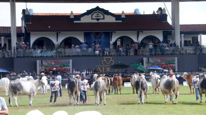 Expozebu terá eventos de várias raças