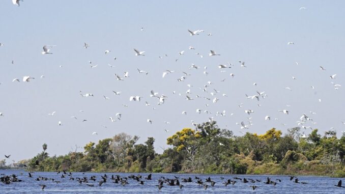 Pantanal-Foto-Bruno-Rezende-19-1024x683-1-1