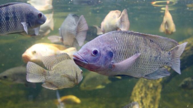TILAPIA AJUSTADI_0