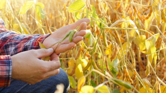 harvest-ready-soy-pods-in-farmer-hands-on-field-ba-2026-03-19-23-40-58-utc