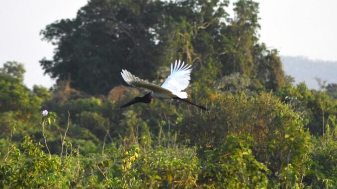 Pantanal-Tuiuiu-Foto-Bruno-Rezende-03-730x480